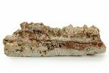 Devonian Petrified Wood (Callixylon) Section - Oldest True Wood #363375-1